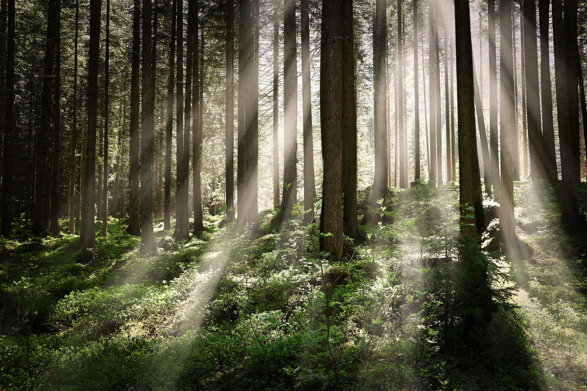 Wald & Natur